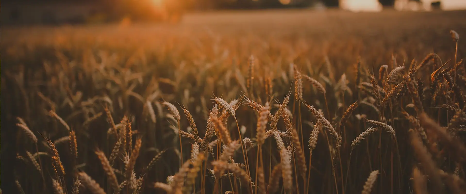 Agrochemicals